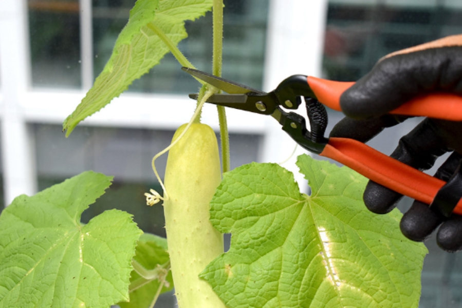 가든쿡 직날 꼭지가위 XO-2 / 50mm 긴 직선날 채과가위 포도 오이 토마토 수확